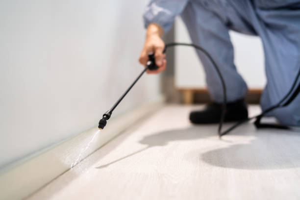 Professional exterminator conducting IPM assessment in Derby