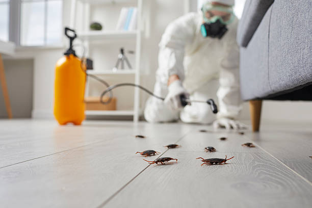 Post-Treatment Bed Bug Interceptor Monitoring in Derby